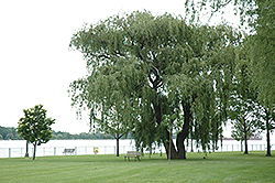 Niobe Golden Weeping Willow (Salix alba 'Niobe') at Lakeshore Garden Centres