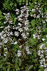 Husker Red Beard Tongue (Penstemon digitalis 'Husker Red') at Lakeshore Garden Centres