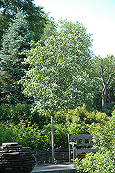 Washington Hawthorn (Crataegus phaenopyrum) at Stonegate Gardens