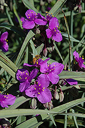 Purple Dome Spiderwort (Tradescantia x andersoniana 'Purple Dome') at Stonegate Gardens