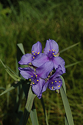 Isis Spiderwort (Tradescantia x andersoniana 'Isis') at Stonegate Gardens