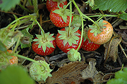Common Wild Strawberry (Fragaria virginiana) at Stonegate Gardens