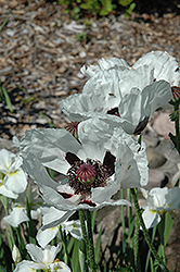 Royal Wedding Poppy (Papaver orientale 'Royal Wedding') at Lakeshore Garden Centres