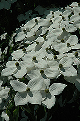 Weaver White Flowering Dogwood (Cornus florida 'Weaver White') at A Very Successful Garden Center
