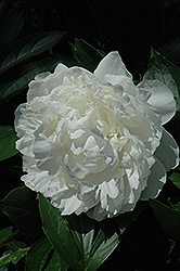 White Frost Peony (Paeonia 'White Frost') at A Very Successful Garden Center