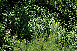 Staefa Moor Grass (Molinia caerulea 'Staefa') at Stonegate Gardens