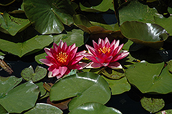 Steven Strawn Hardy Water Lily (Nymphaea 'Steven Strawn') at Stonegate Gardens