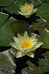 Charlene Strawn Hardy Water Lily (Nymphaea 'Charlene Strawn') at Stonegate Gardens