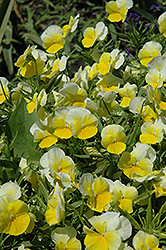 Panola Primrose Pansy (Viola x wittrockiana 'Panola Primrose') at Stonegate Gardens