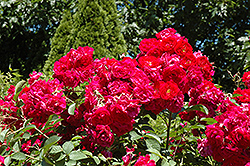 Si Rose (Rosa 'Si') at Stonegate Gardens