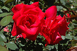 Timeless Rose (Rosa 'Timeless') at Stonegate Gardens