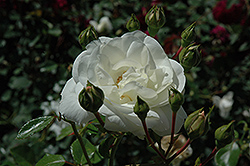 White Dawn Rose (Rosa 'White Dawn') at Stonegate Gardens