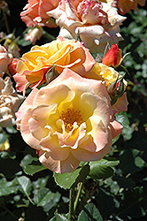 Fragrant Apricot Rose (Rosa 'Fragrant Apricot') at Stonegate Gardens