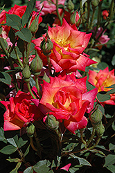 Hot Tamale Rose (Rosa 'Hot Tamale') at Stonegate Gardens