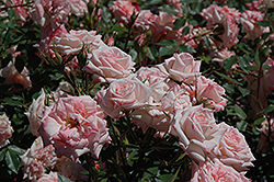 Minnie Pearl Rose (Rosa 'Minnie Pearl') at Stonegate Gardens