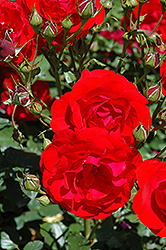 Showbiz Rose (Rosa 'Showbiz') at Stonegate Gardens