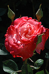 Brigadoon Rose (Rosa 'Jacpal') at Stonegate Gardens
