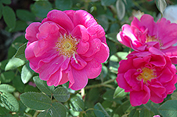 Rouletti Rose (Rosa 'Rouletti') at Stonegate Gardens