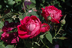 Eugene de Beauharnais Rose (Rosa 'Eugene de Beauharnais') at Stonegate Gardens