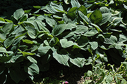 Hyacinthina Hosta (Hosta fortunei 'Hyacinthina') at Stonegate Gardens