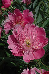 Kelway's Majestic Peony (Paeonia 'Kelway's Majestic') at Lakeshore Garden Centres