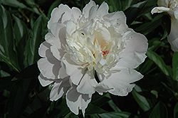 Summer Day Peony (Paeonia 'Summer Day') at Stonegate Gardens