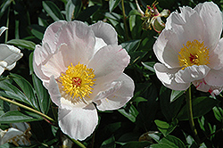 Le Jour Peony (Paeonia 'Le Jour') at Stonegate Gardens