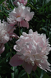 Madame Ducel Peony (Paeonia 'Madame Ducel') at Stonegate Gardens