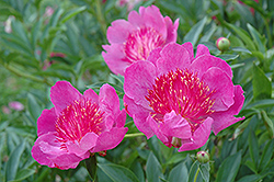 Madame Butterfly Peony (Paeonia 'Madame Butterfly') at Stonegate Gardens