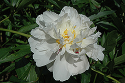 Giselle Peony (Paeonia 'Giselle') at Stonegate Gardens