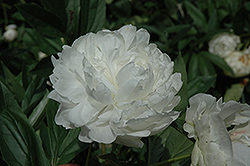 Le Cygne Peony (Paeonia 'Le Cygne') at A Very Successful Garden Center
