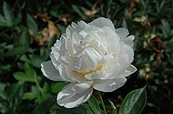 Rose Shaylor Peony (Paeonia 'Rose Shaylor') at Stonegate Gardens