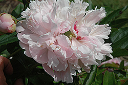Marie d'Hour Peony (Paeonia 'Marie d'Hour') at Stonegate Gardens