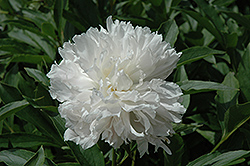 Pasteur Peony (Paeonia 'Pasteur') at A Very Successful Garden Center
