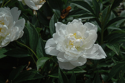 Marie Jacquin Peony (Paeonia 'Marie Jacquin') at Lakeshore Garden Centres