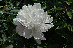 Opal Peony (Paeonia 'Opal') at A Very Successful Garden Center