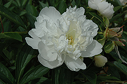 Mademoiselle Jeanne Riviere Peony (Paeonia 'Mademoiselle Jeanne Riviere') at A Very Successful Garden Center