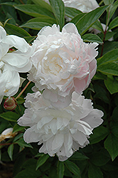 Therese Peony (Paeonia 'Therese') at Stonegate Gardens
