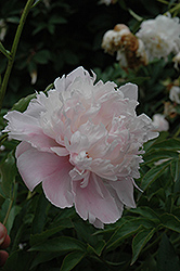 Ruth Brand Peony (Paeonia 'Ruth Brand') at A Very Successful Garden Center