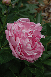 Pink Baroness Schroeder Peony (Paeonia 'Pink Baroness Schroeder') at Stonegate Gardens