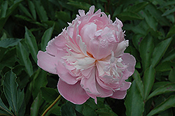 Mabel L. Franklin Peony (Paeonia 'Mabel L. Franklin') at A Very Successful Garden Center