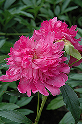 Augustin d'Hour Peony (Paeonia 'Augustin d'Hour') at Stonegate Gardens