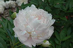 Richard's Perfection Peony (Paeonia 'Richard's Perfection') at A Very Successful Garden Center