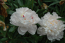 Avalanche Peony (Paeonia 'Avalanche') at Stonegate Gardens