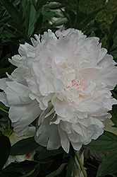 Jeannot Peony (Paeonia 'Jeannot') at Lakeshore Garden Centres