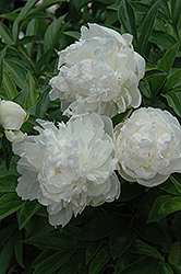Blanche Turner Peony (Paeonia 'Blanche Turner') at Stonegate Gardens
