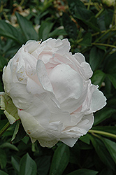 Loveliness Peony (Paeonia 'Loveliness') at A Very Successful Garden Center