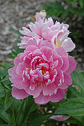 Faustine Peony (Paeonia 'Faustine') at Lakeshore Garden Centres