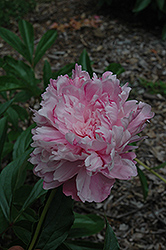 Livingstone Peony (Paeonia 'Livingstone') at A Very Successful Garden Center