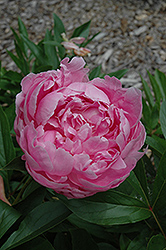 H.A. Hagen Peony (Paeonia 'H.A. Hagen') at Stonegate Gardens